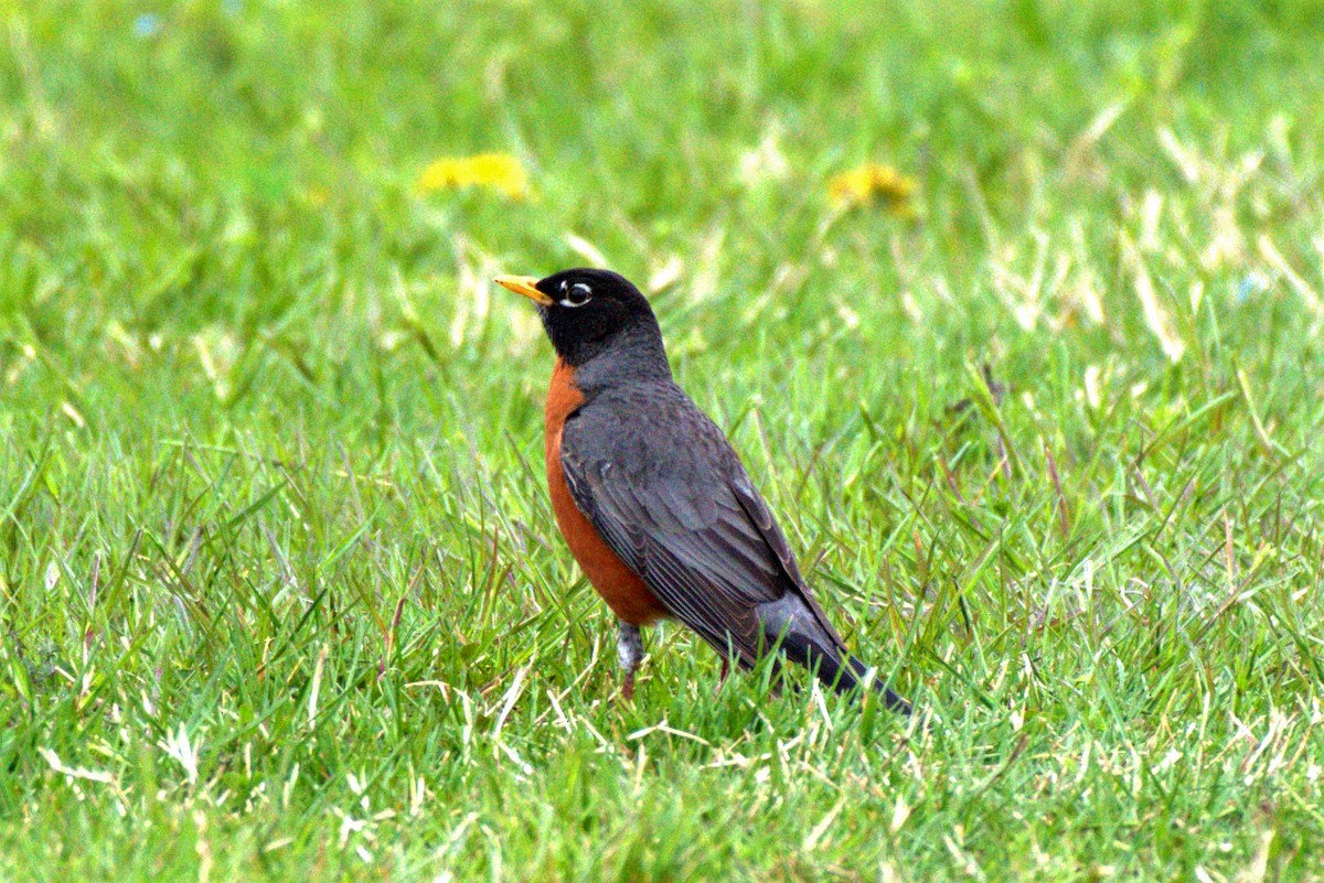 American Robin - ML332332571