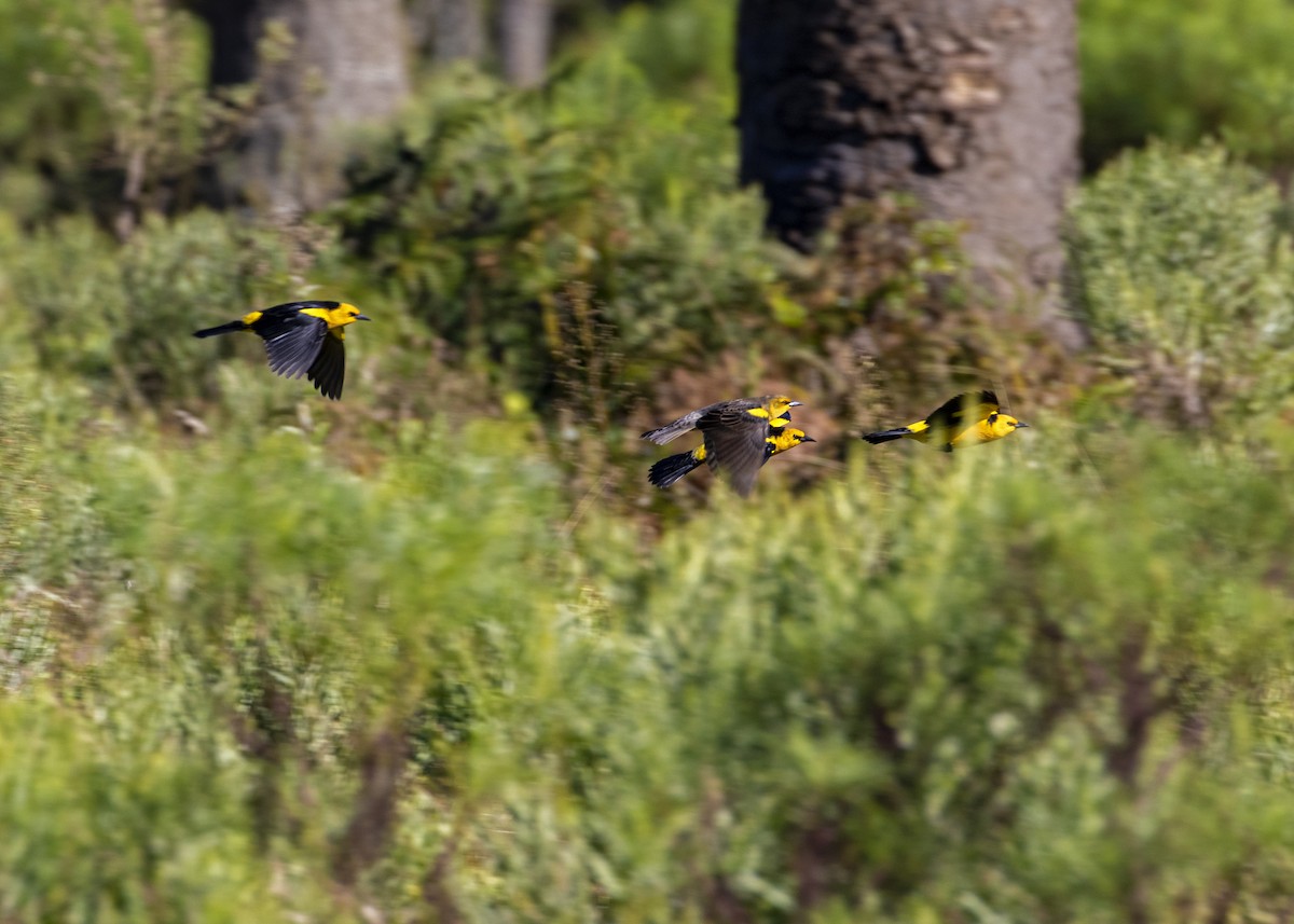 Saffron-cowled Blackbird - ML332333251