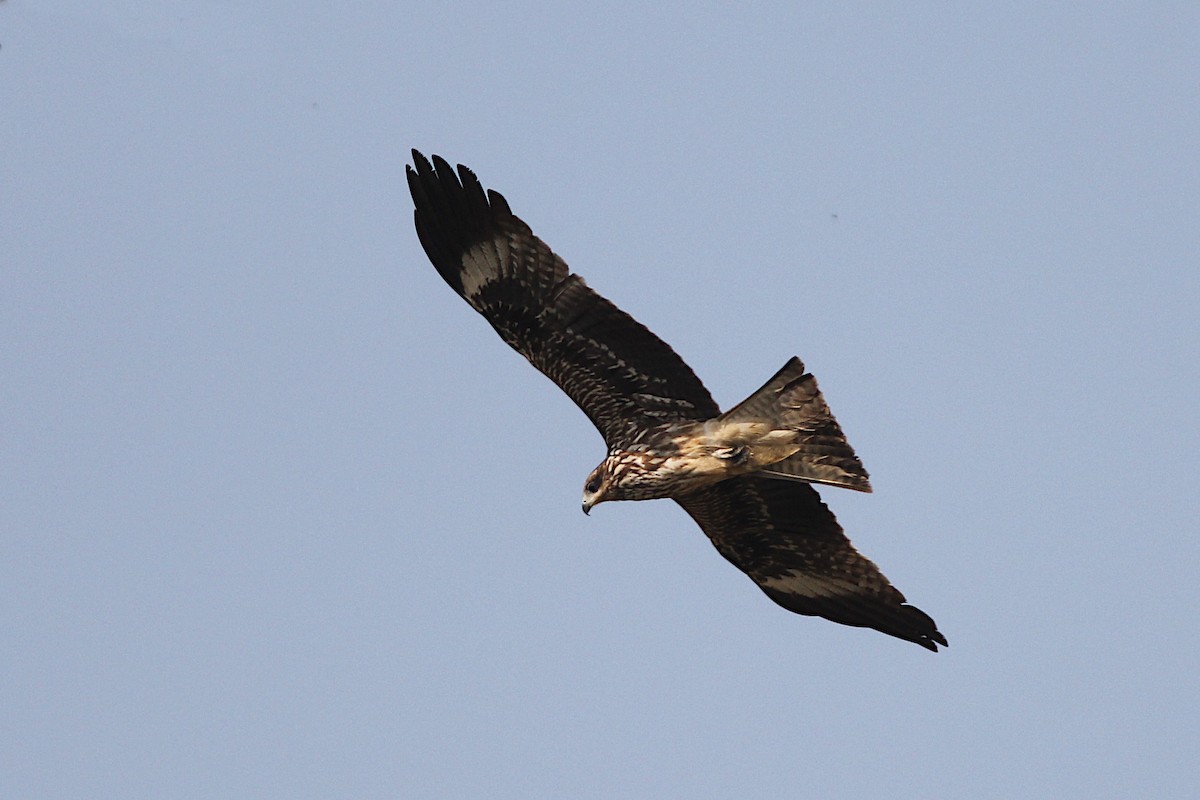 Black Kite (Black-eared) - ML332334241