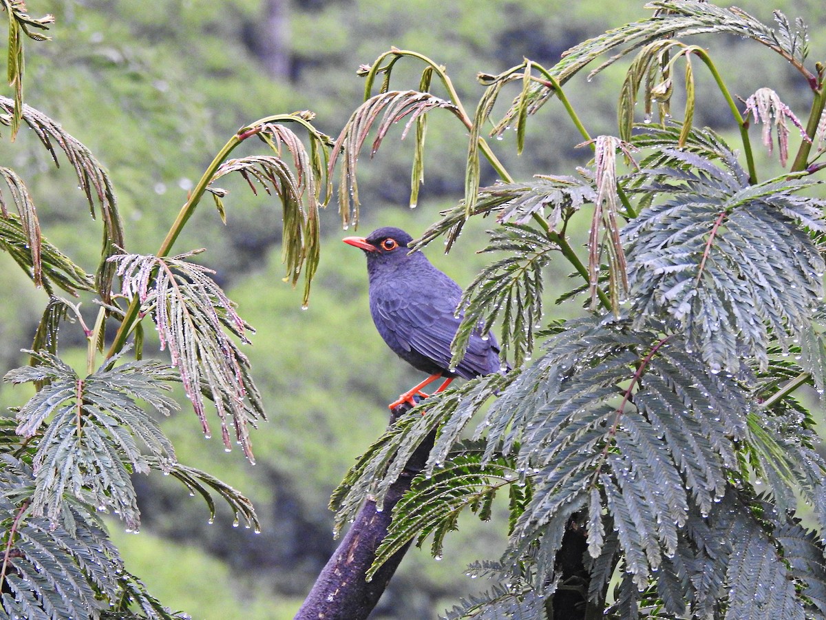 Indian Blackbird - ML332336441