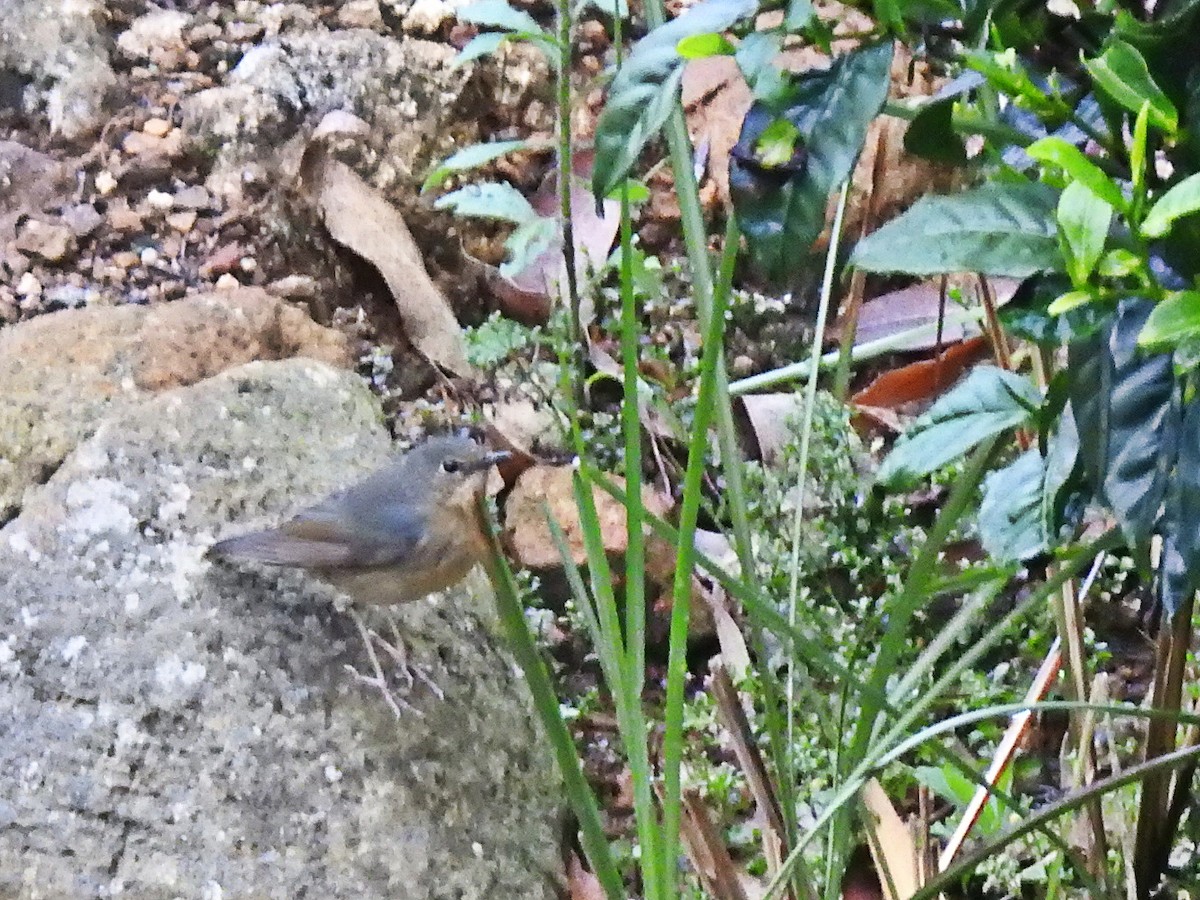 Indian Blue Robin - ML332336971