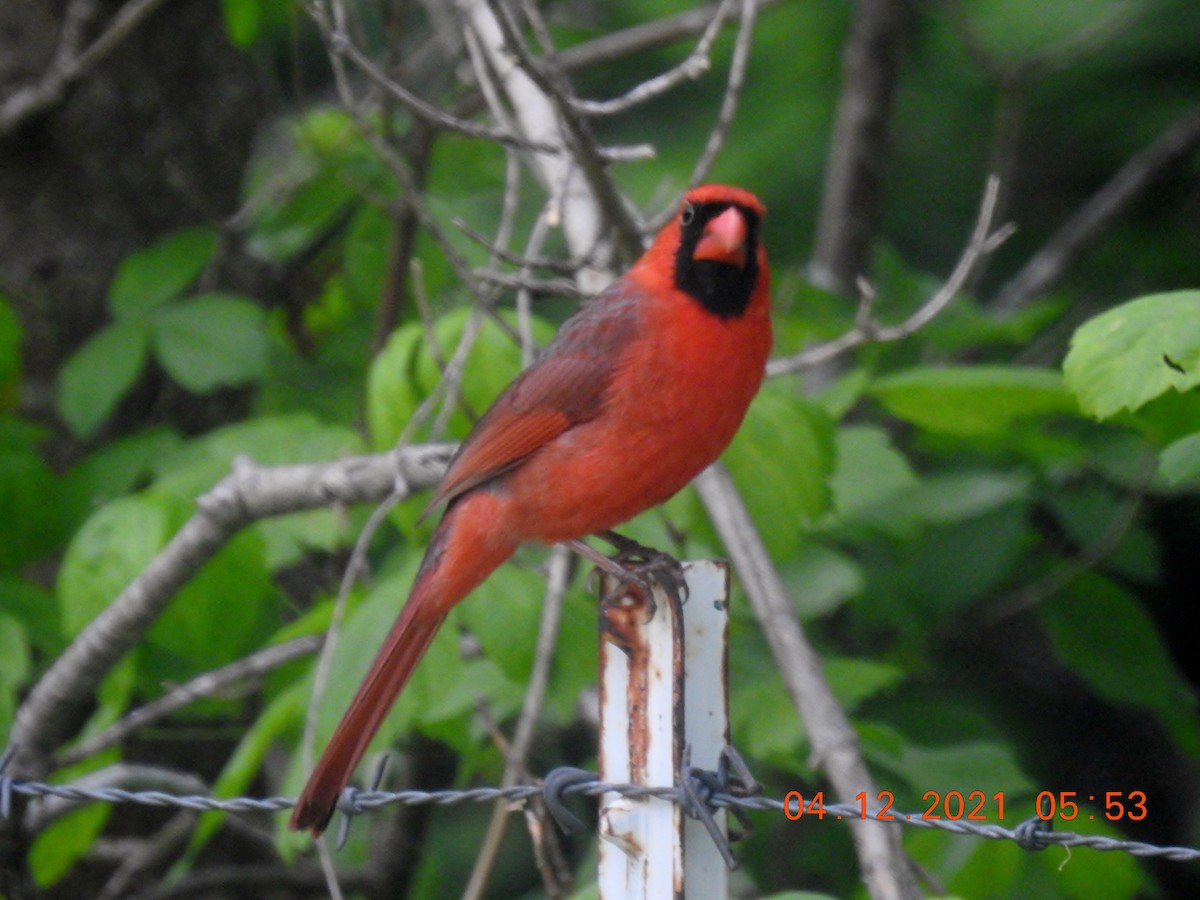 Northern Cardinal - ML332337491