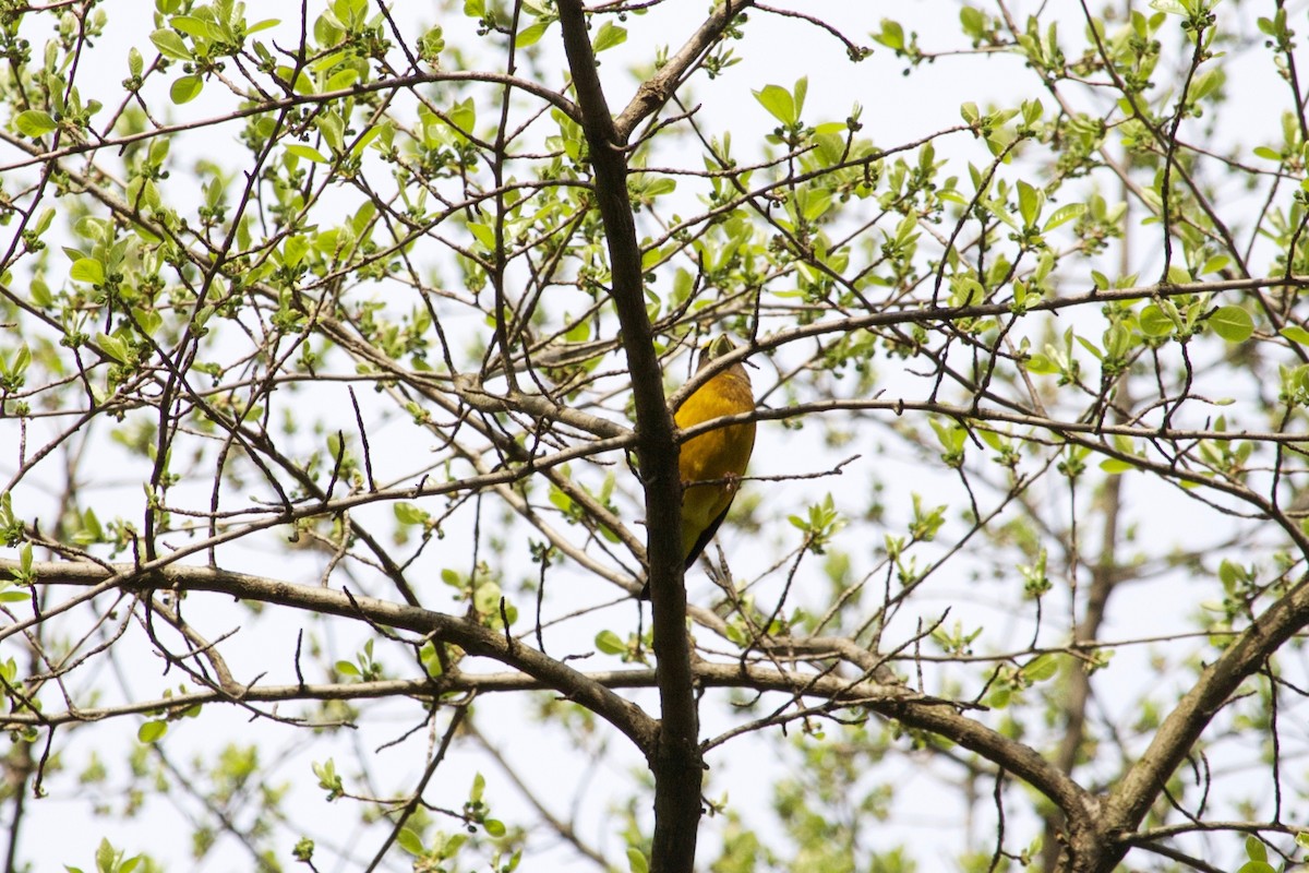 Evening Grosbeak - ML332339701