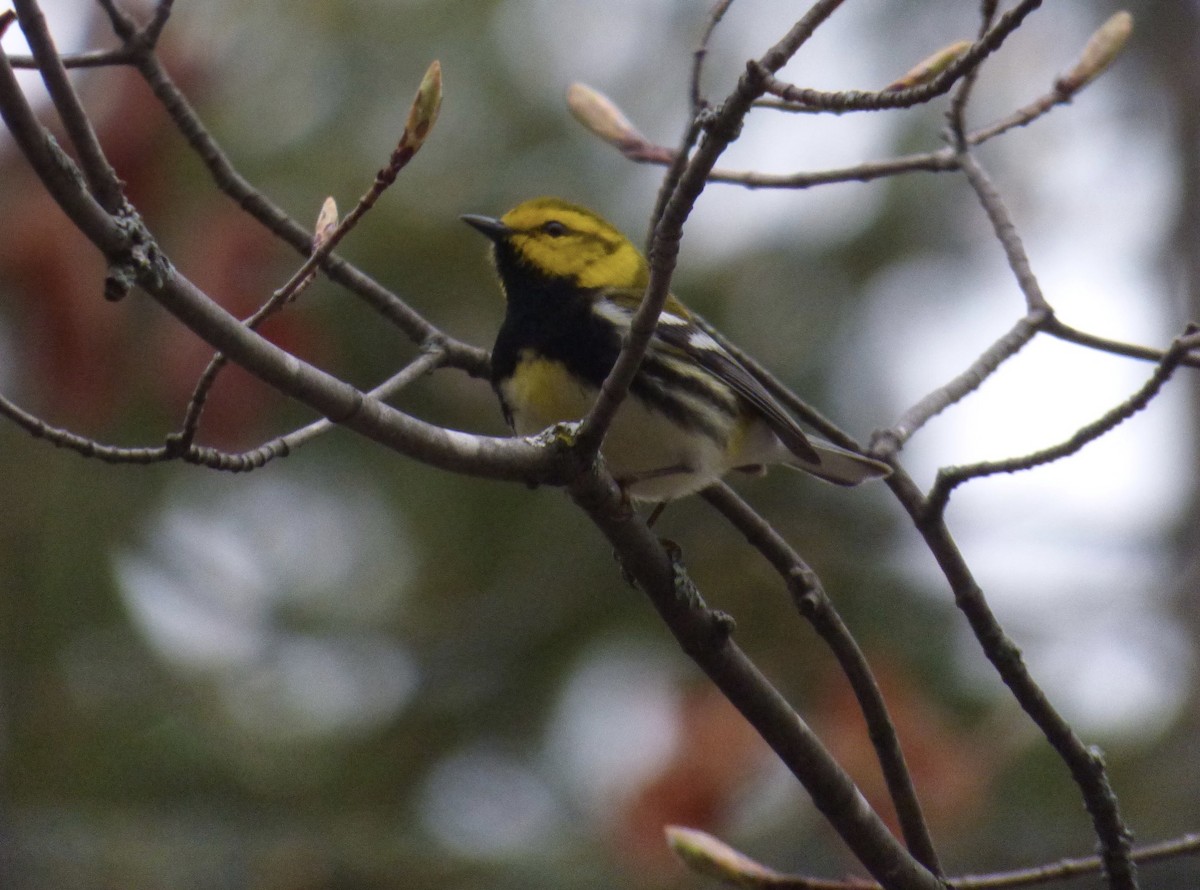 Black-throated Green Warbler - ML332339851