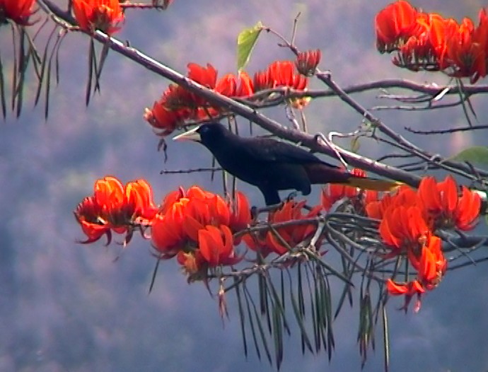 Crested Oropendola - ML332340041