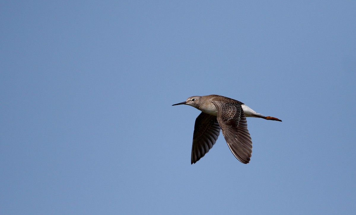 Lesser Yellowlegs - ML33234021