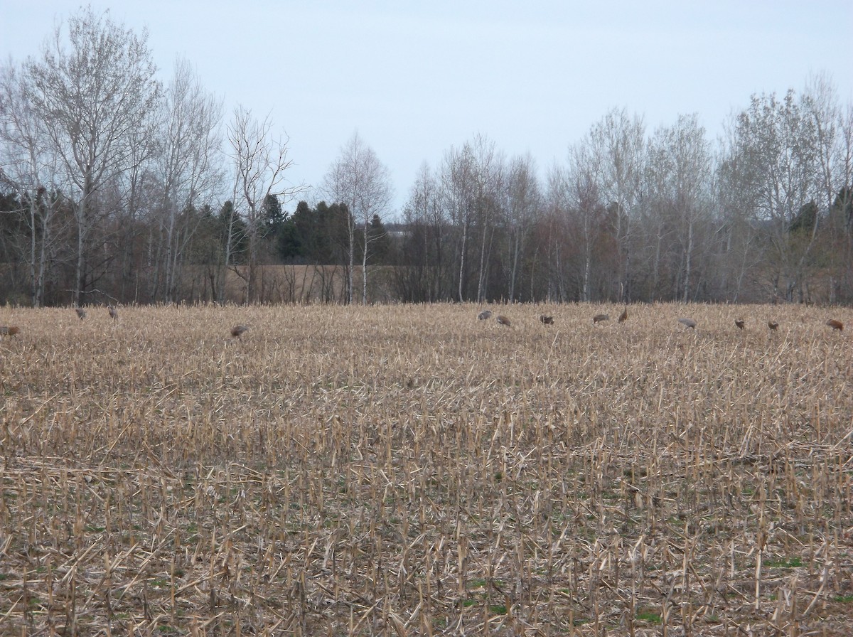 Sandhill Crane - ML332340731