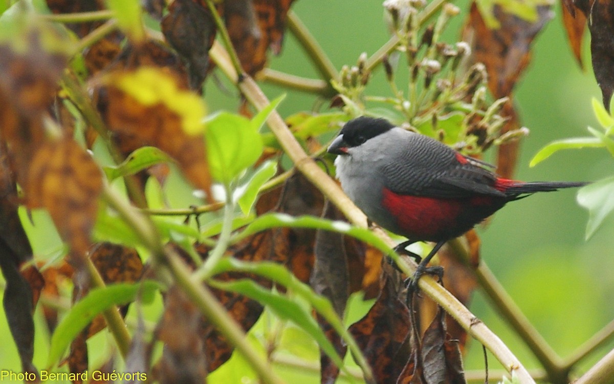 Black-headed Waxbill - ML332340941