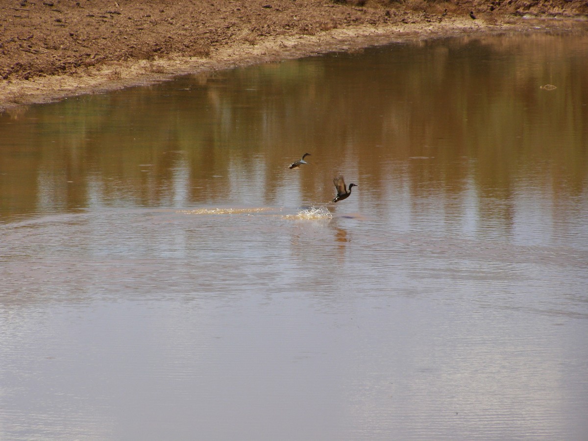 Blue-winged Teal - ML33234131