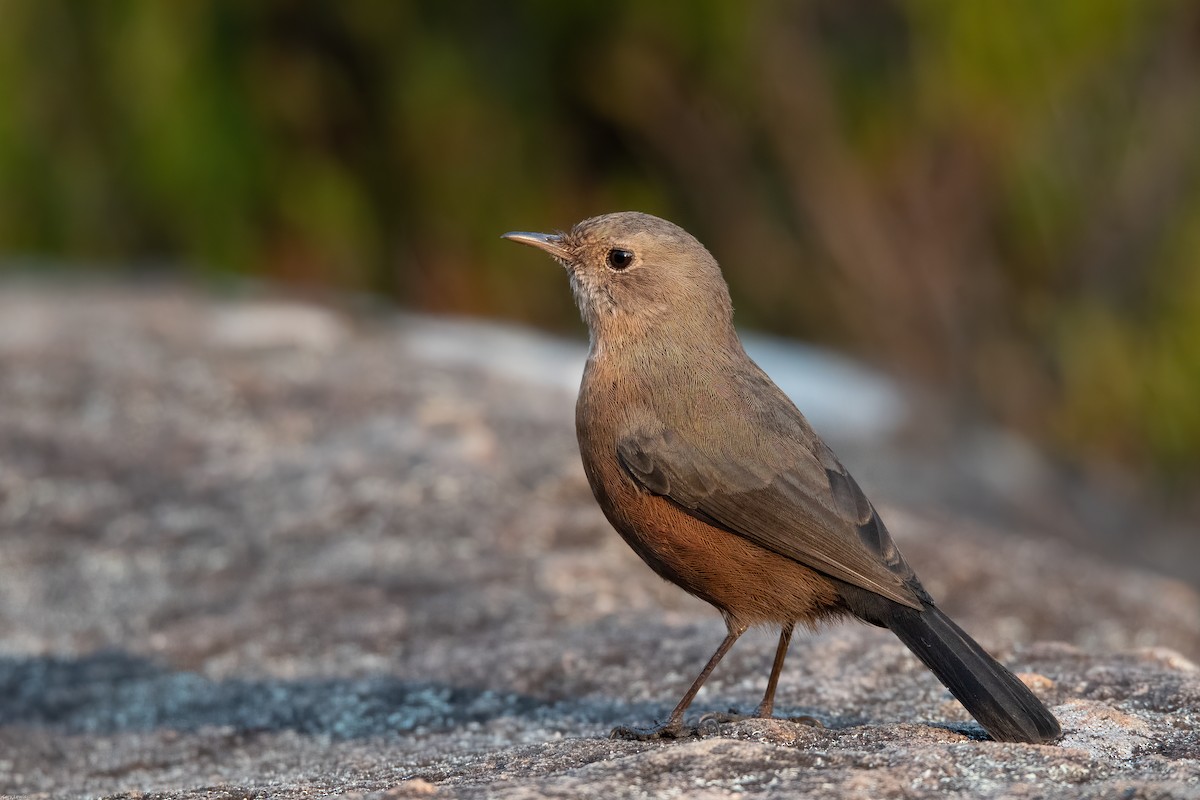 Rockwarbler - Cary Lewis