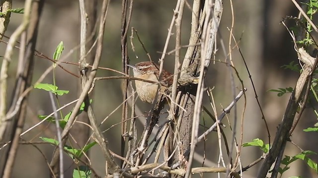 Carolina Wren - ML332342971