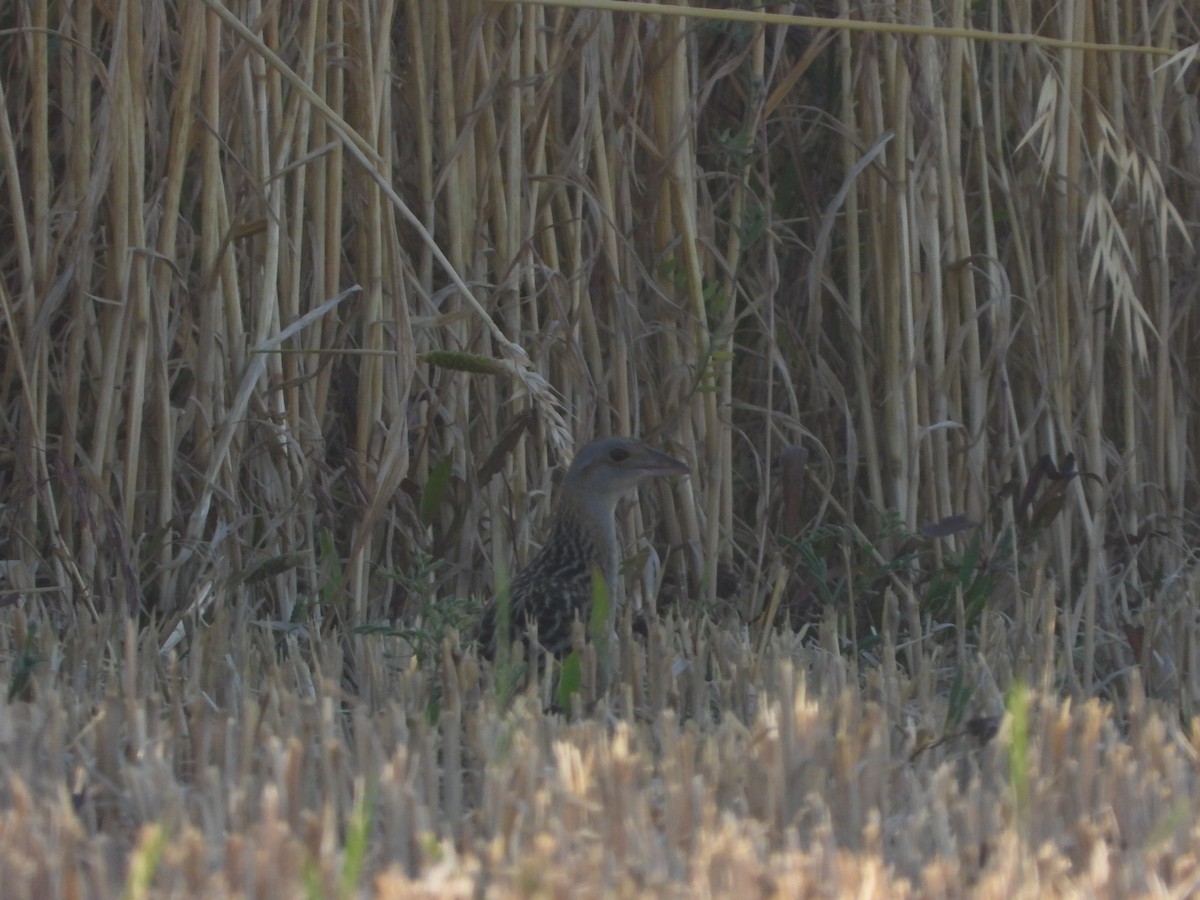 Corn Crake - ML332344601