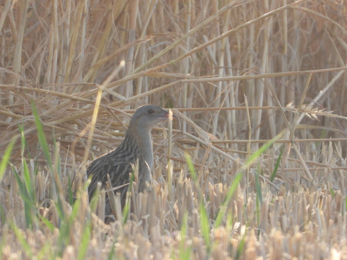 Corn Crake - ML332344691