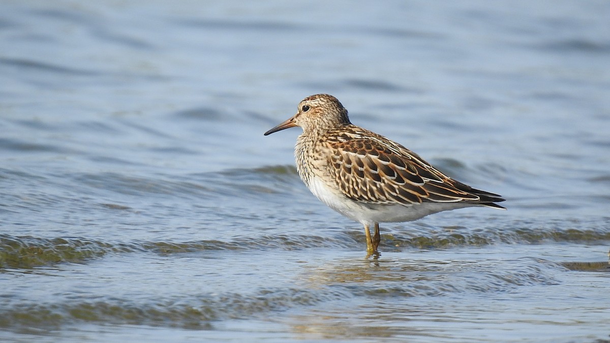 Pectoral Sandpiper - Desmond J MacNeal