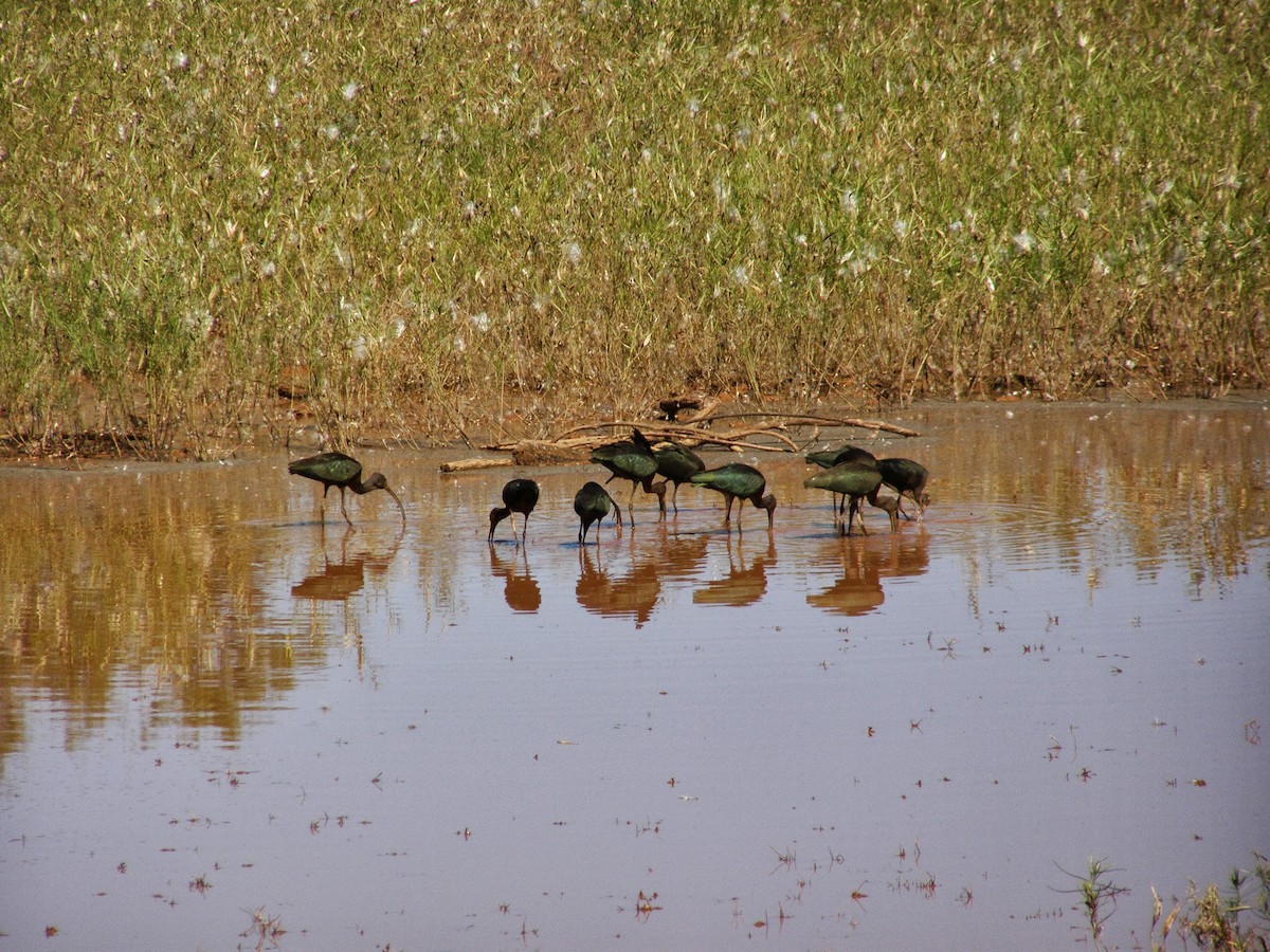 White-faced Ibis - ML33234851