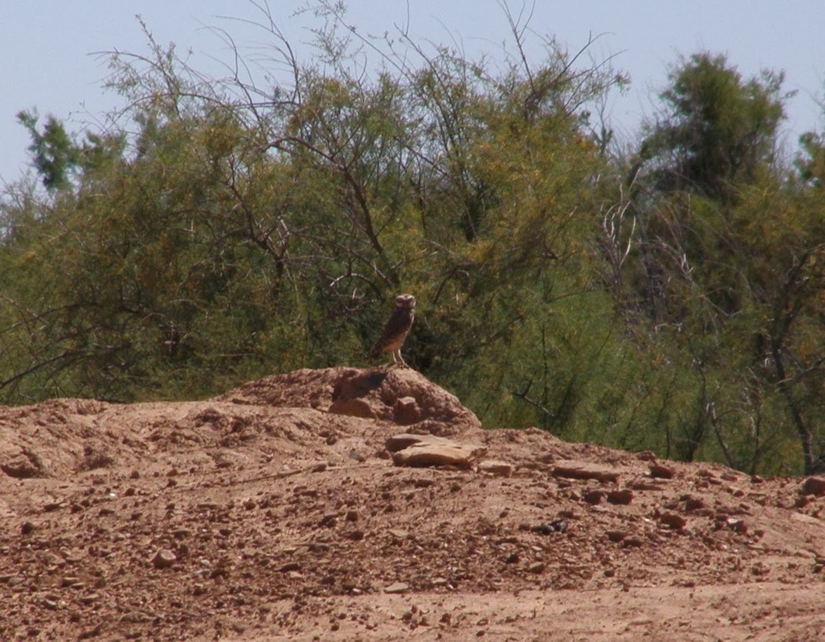 Chevêche des terriers - ML33234871