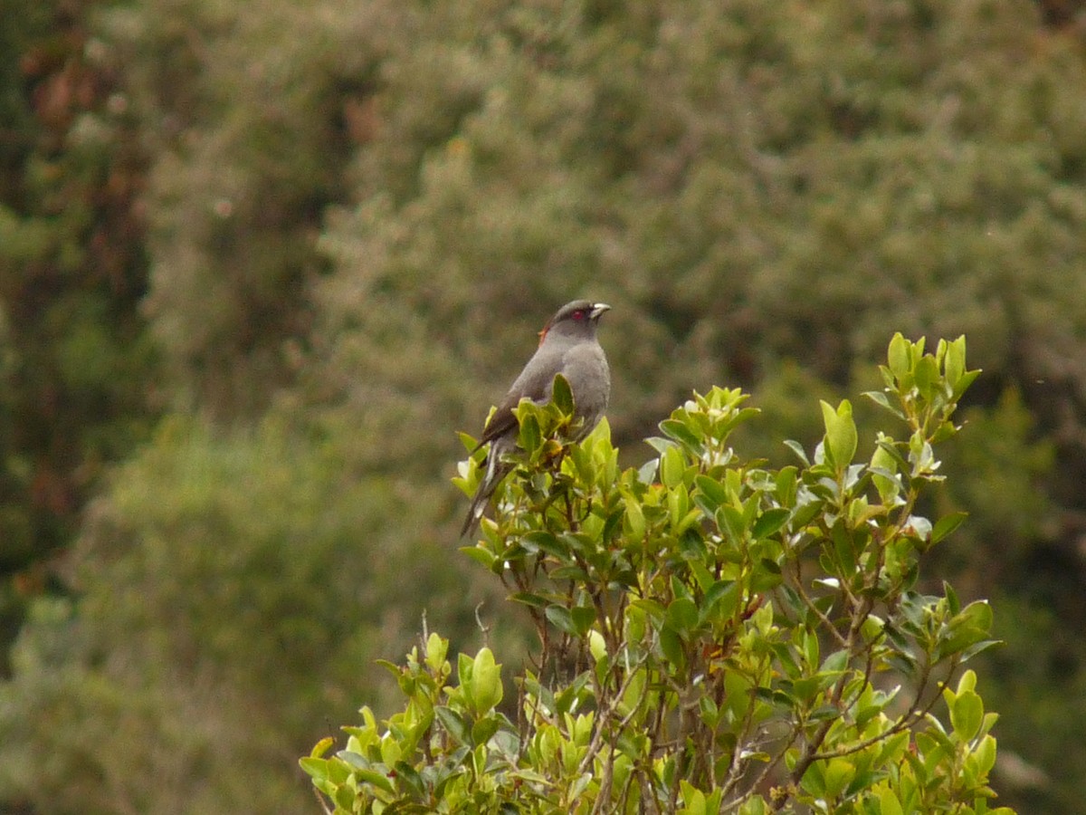 Cotinga Crestirrojo - ML33235081