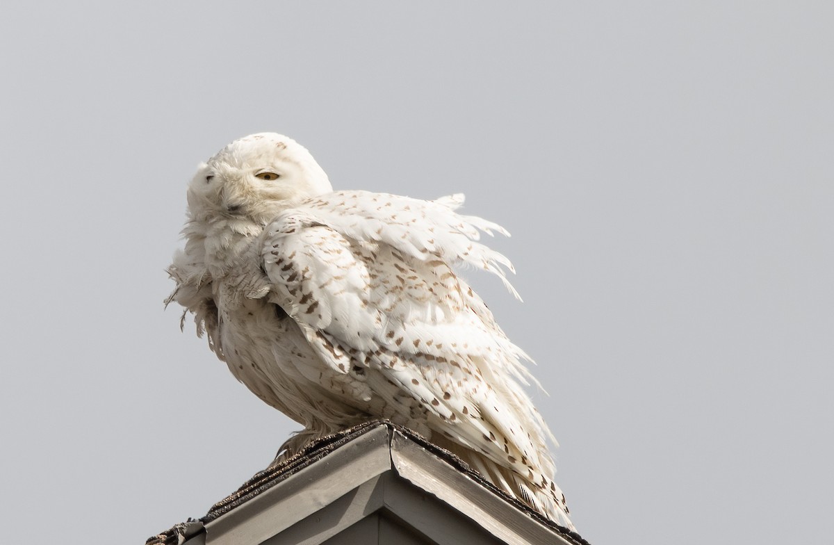 Snowy Owl - Kalpesh Krishna