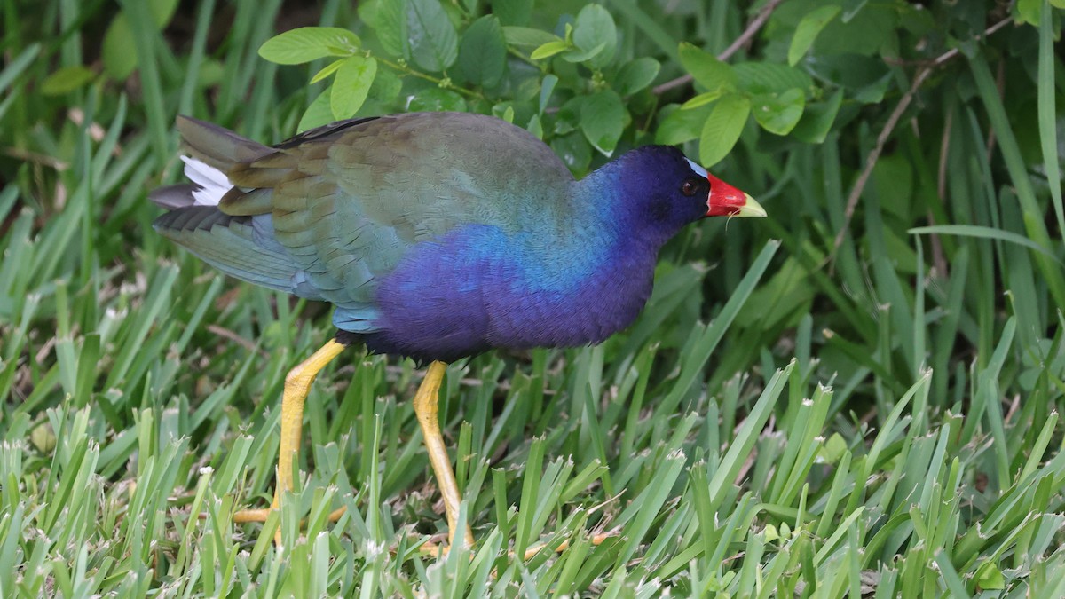 Purple Gallinule - ML332352801