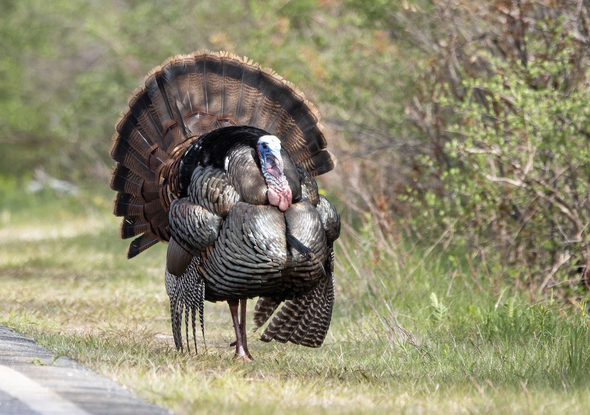 Wild Turkey - Kalpesh Krishna