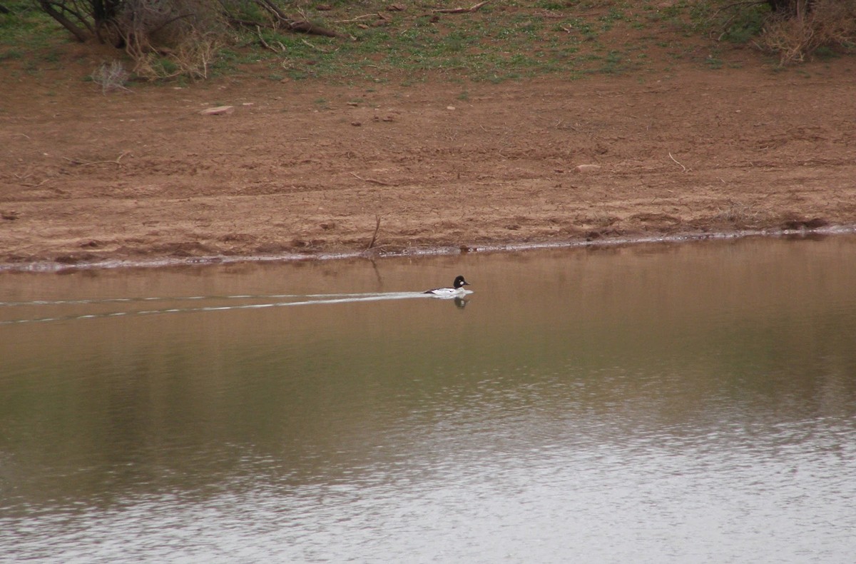 Common Goldeneye - ML33235681