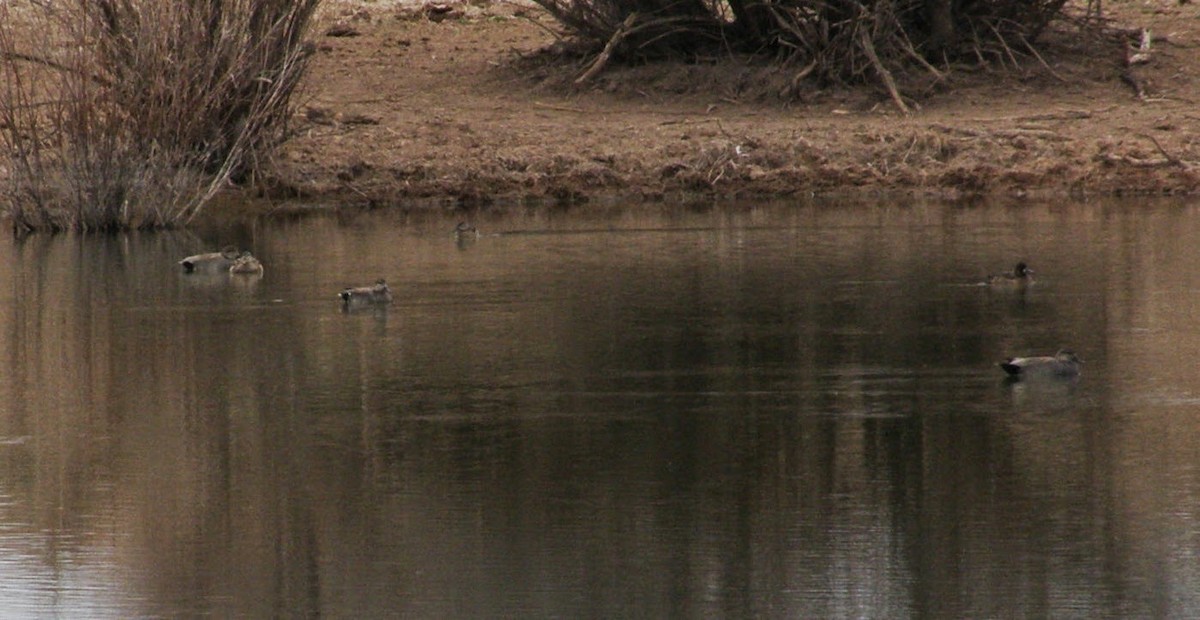 Lesser Scaup - ML33235711