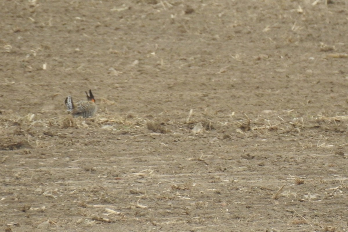 Greater Prairie-Chicken - Dan Belter