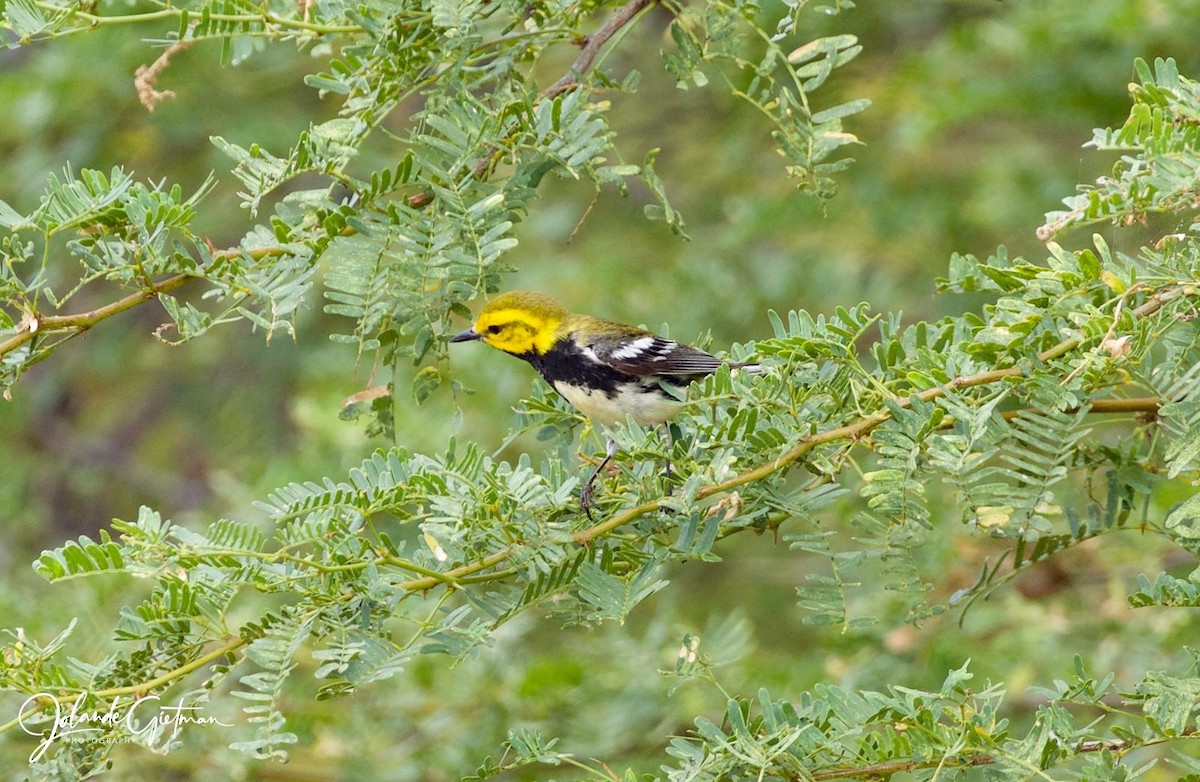Black-throated Green Warbler - Historical Bonaire Data
