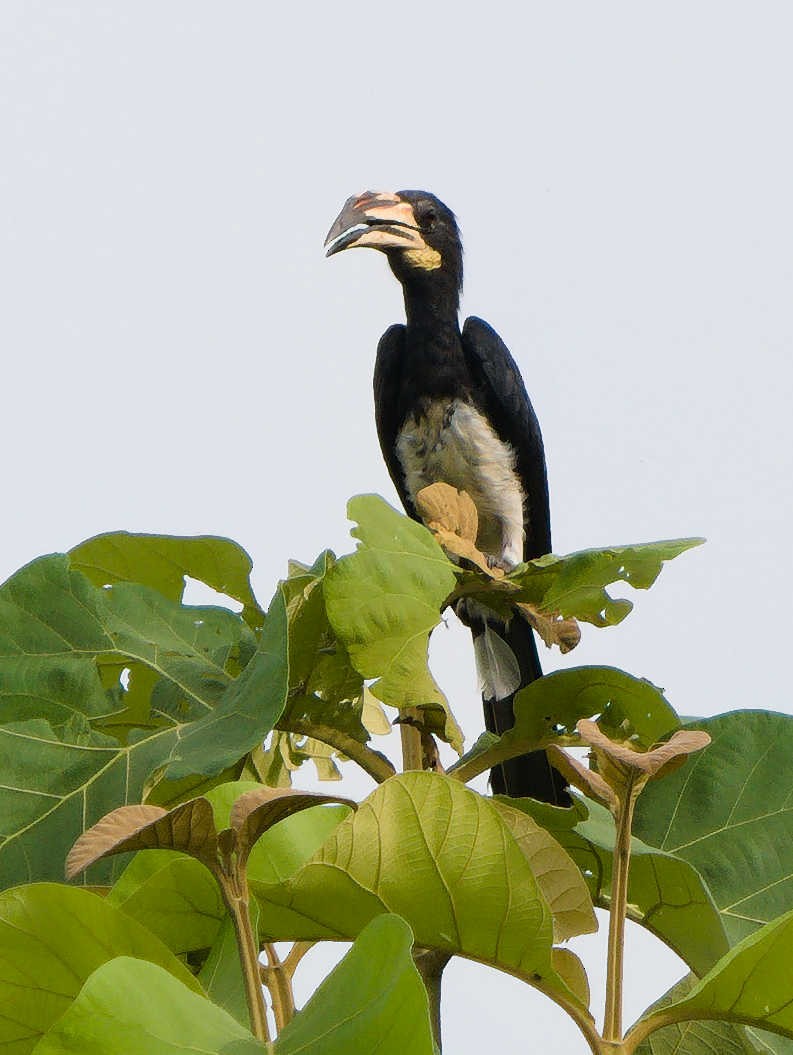 West African Pied Hornbill - ML332359651