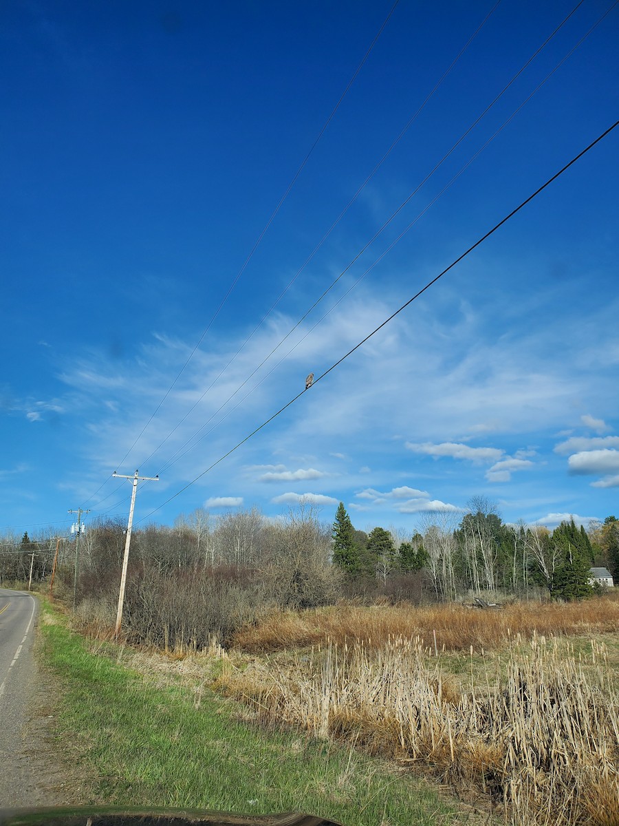 Broad-winged Hawk - ML332361101