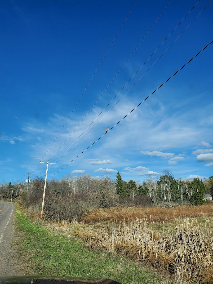 Broad-winged Hawk - ML332361361