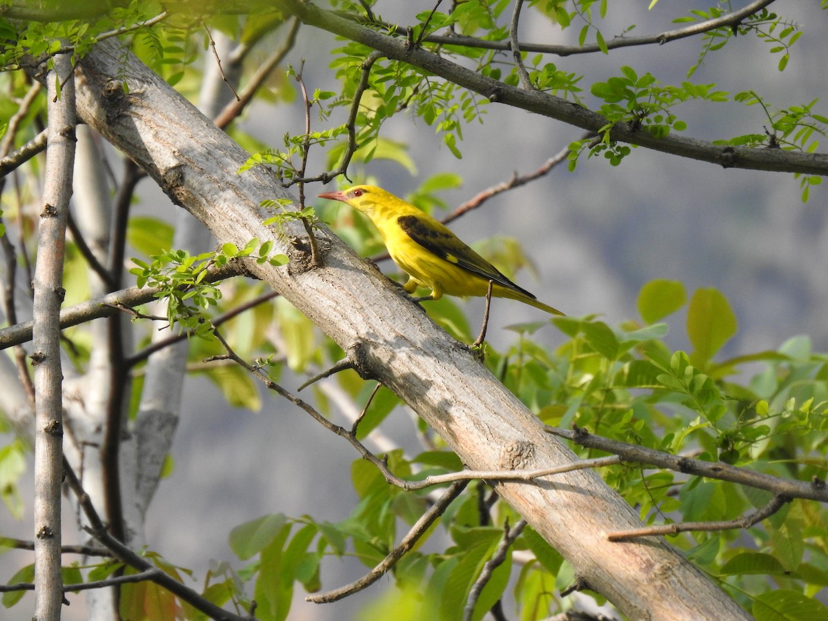 Indian Golden Oriole - ML332362051