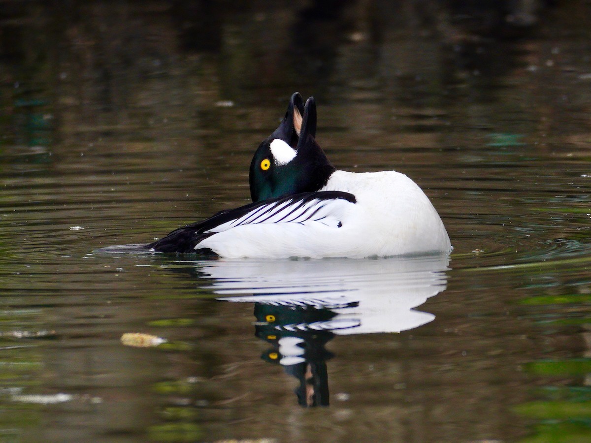 Common Goldeneye - Alberto Cruz