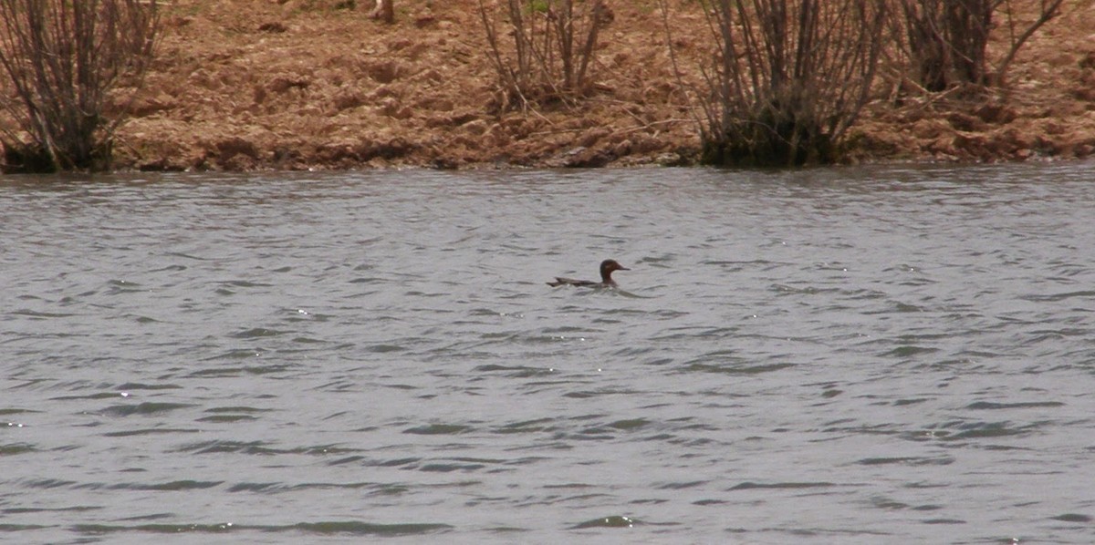 Green-winged Teal - ML33236391