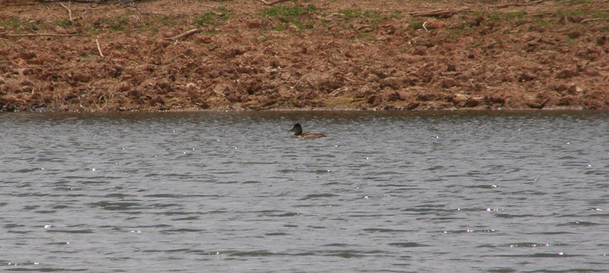 Ring-necked Duck - ML33236421