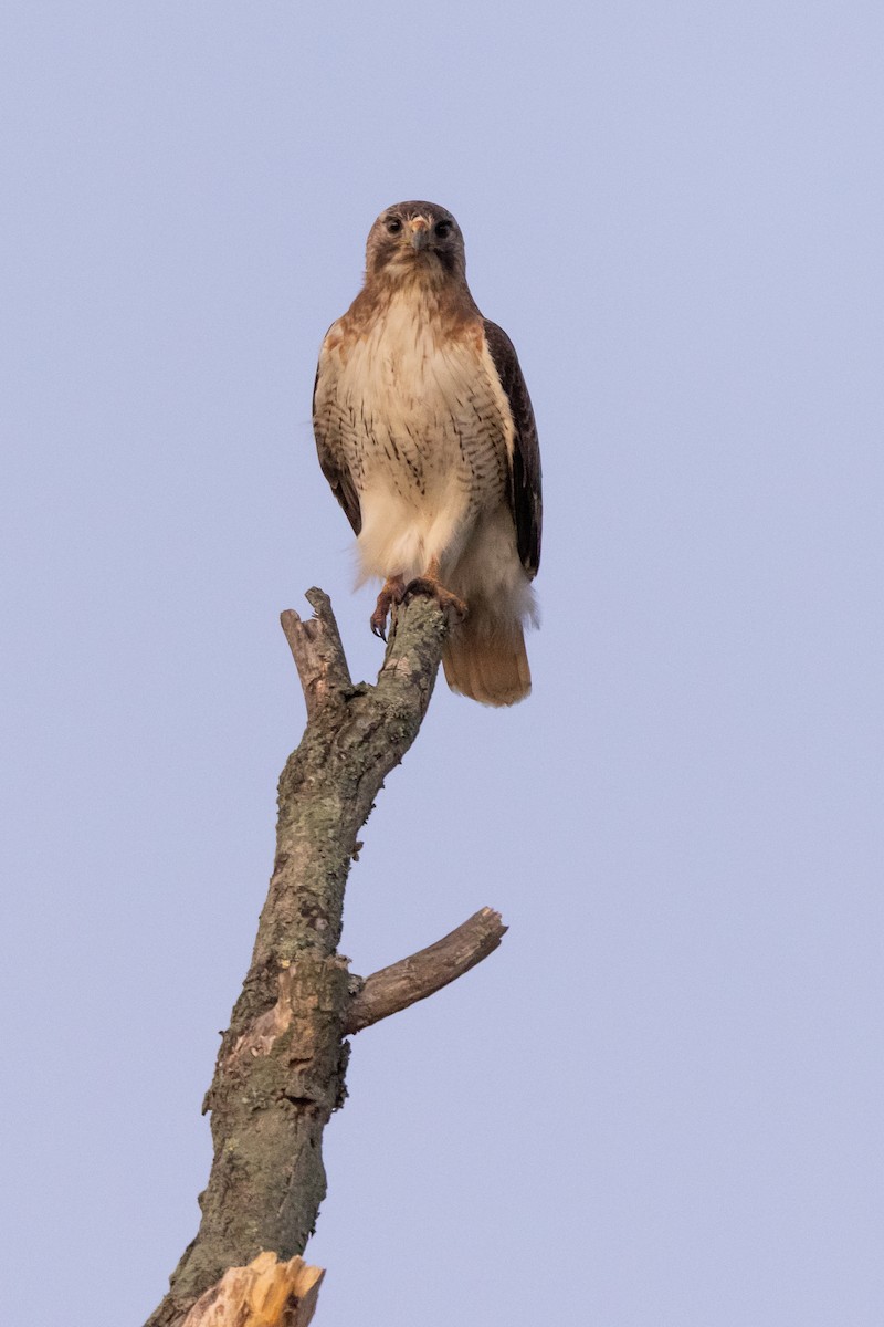 Red-tailed Hawk - ML332364401