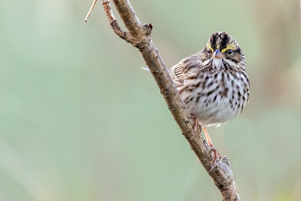 Savannah Sparrow - ML332364451