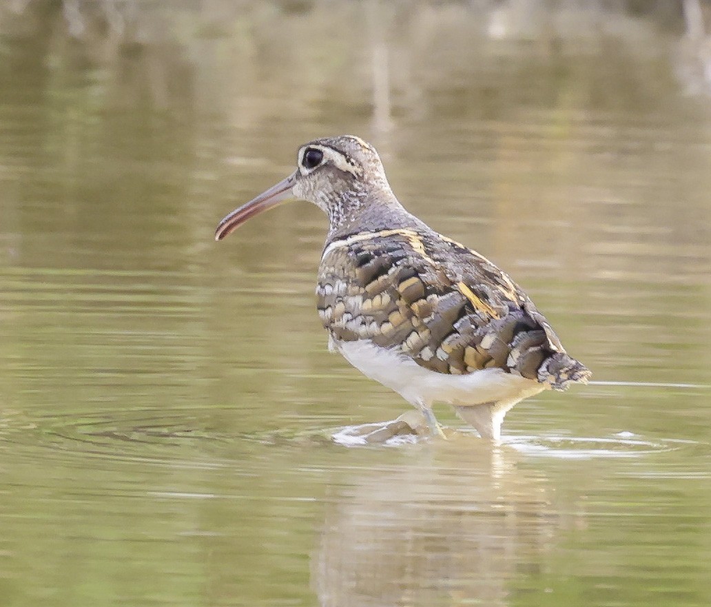 Greater Painted-Snipe - David Chang