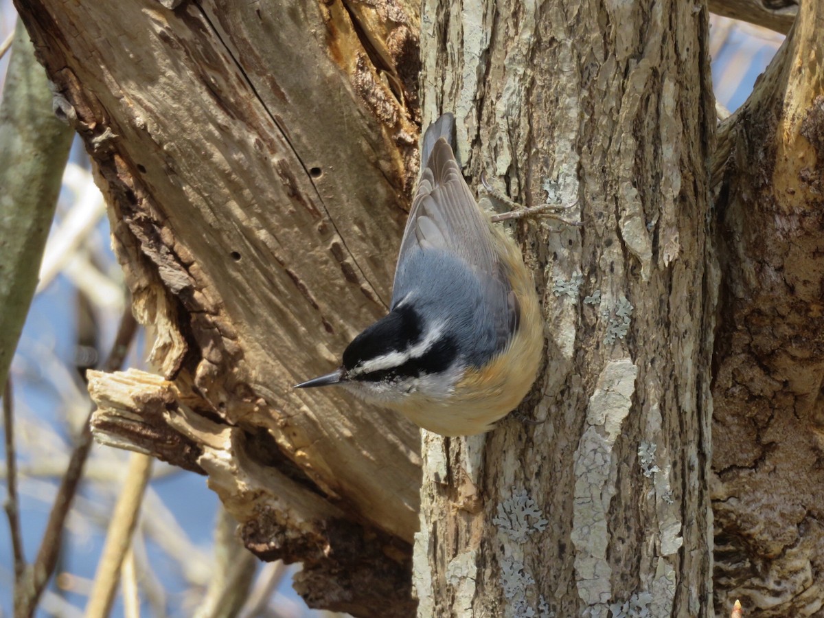 Red-breasted Nuthatch - Deb Caron