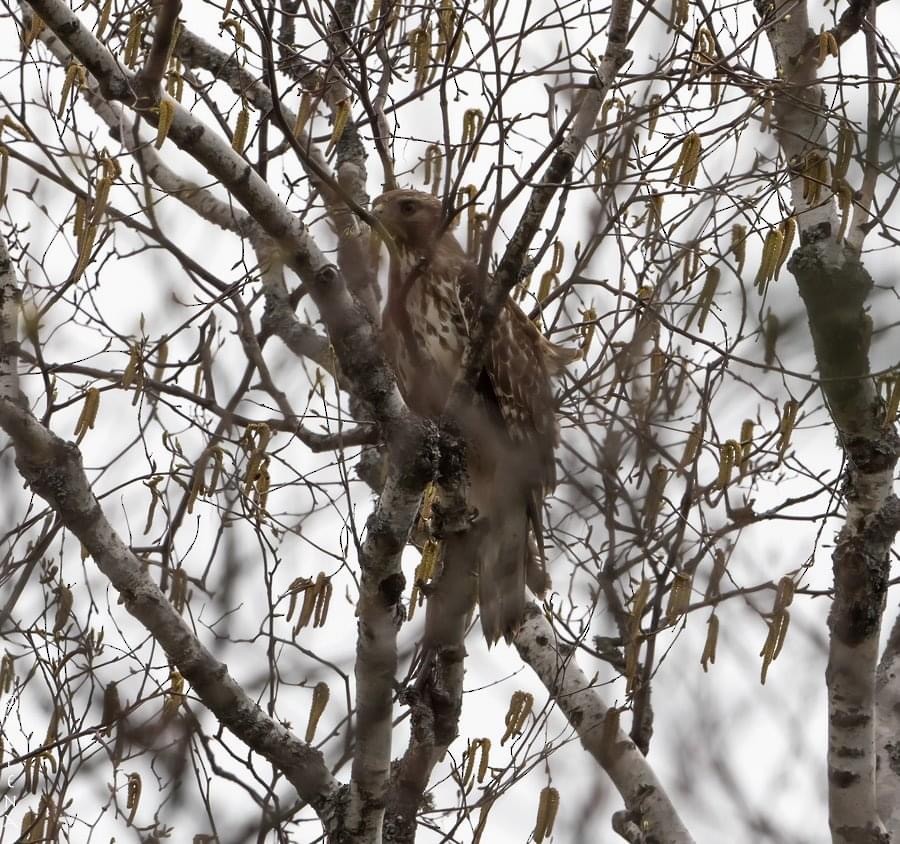 Red-shouldered Hawk - ML332368941