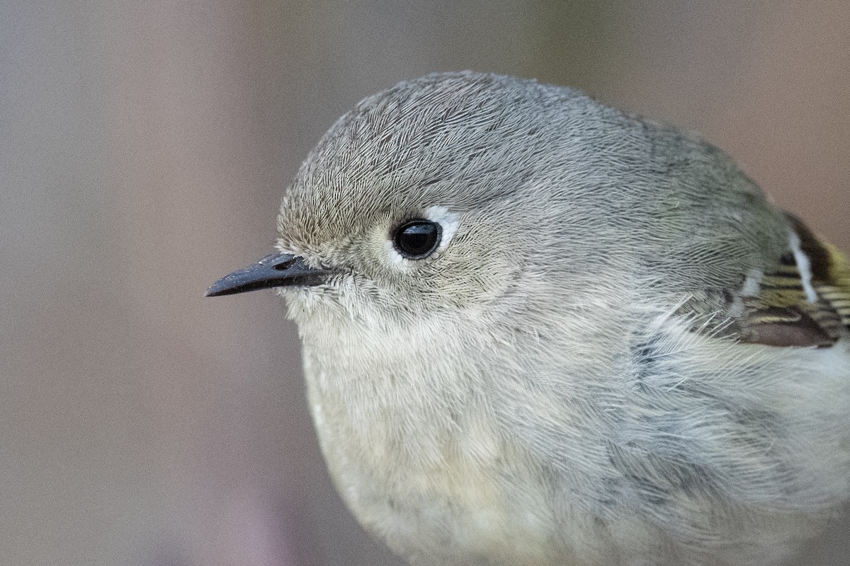 Ruby-crowned Kinglet - ML332369131