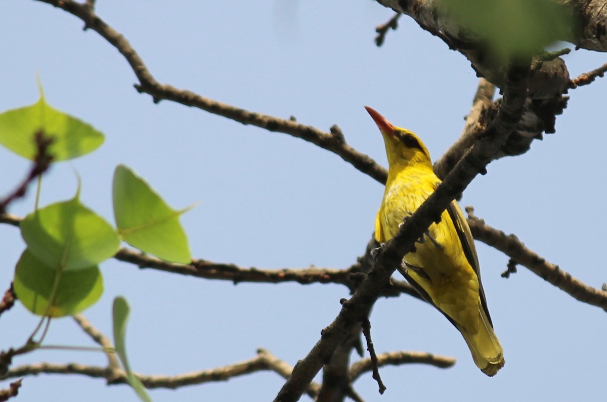 Indian Golden Oriole - ML332369261