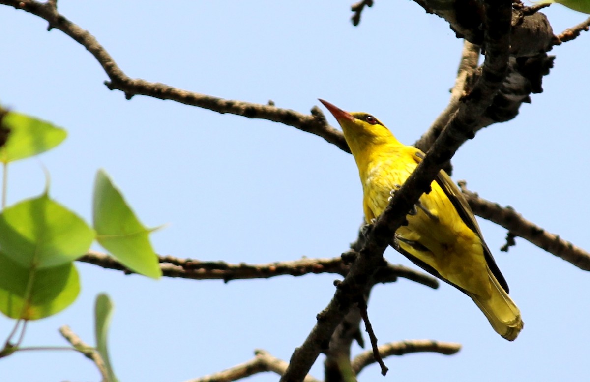 Indian Golden Oriole - ML332369291