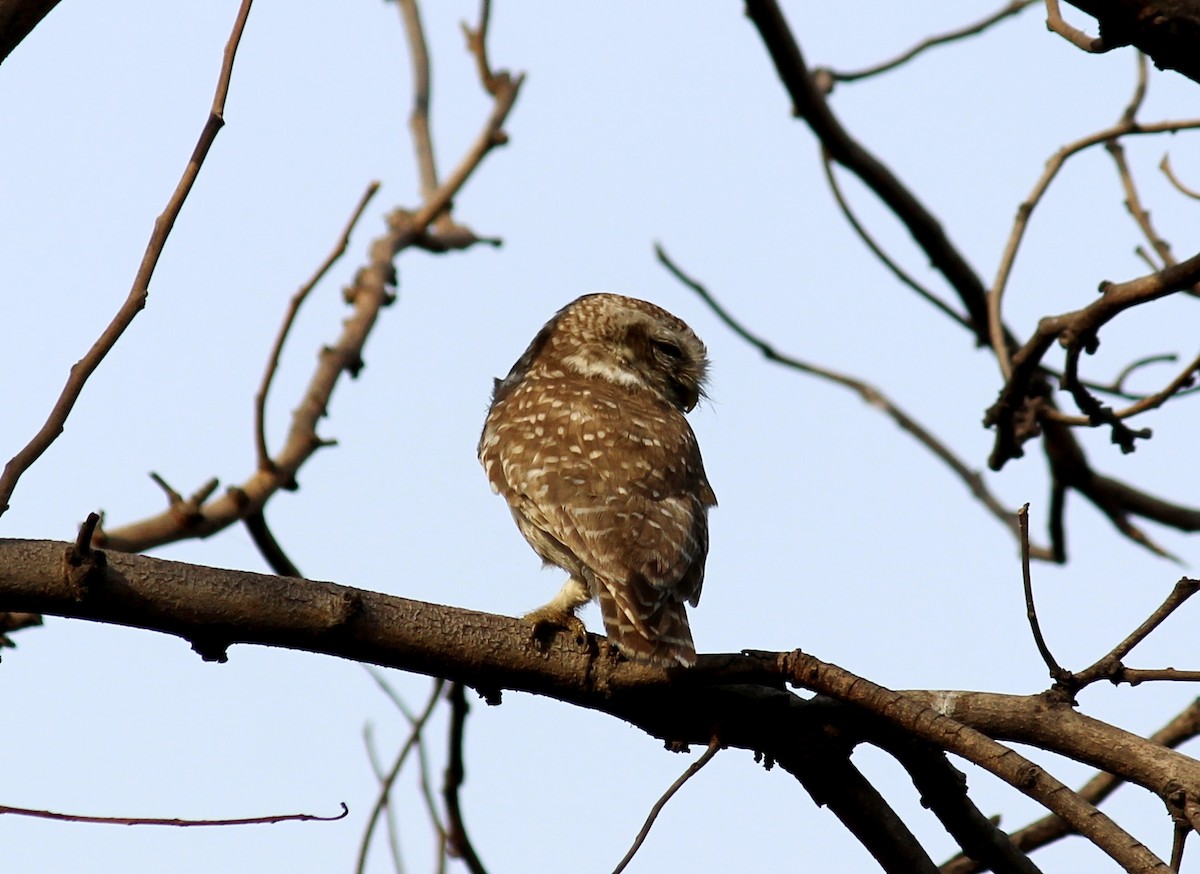 Spotted Owlet - ML332369331