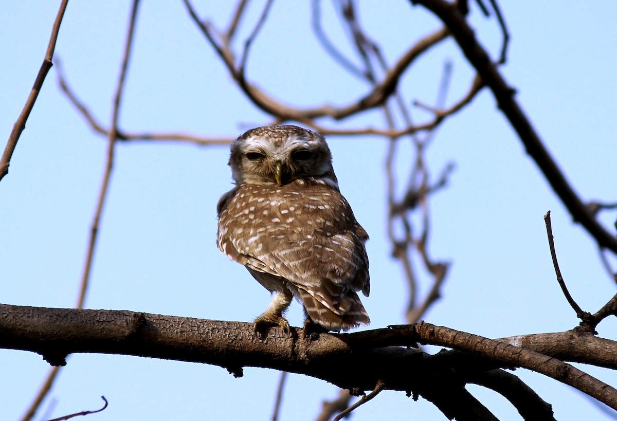 Spotted Owlet - ML332369351