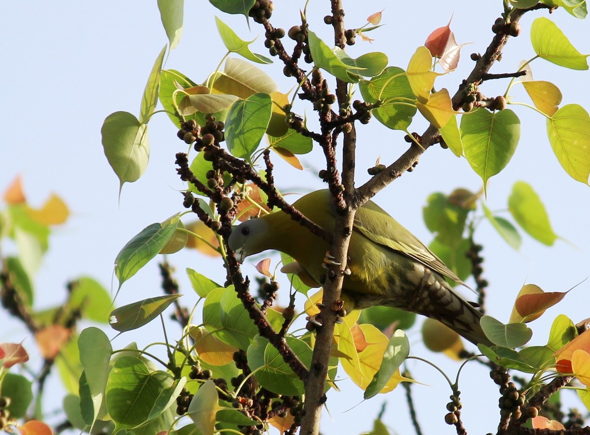 Yellow-footed Green-Pigeon - ML332369371