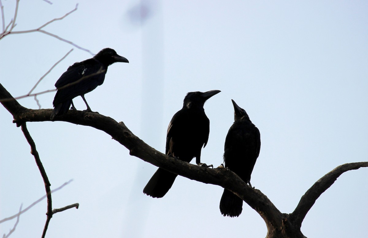 Large-billed Crow - ML332369541