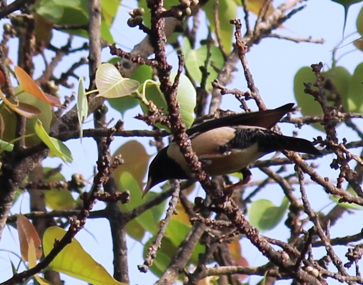 Rosy Starling - ML332369581