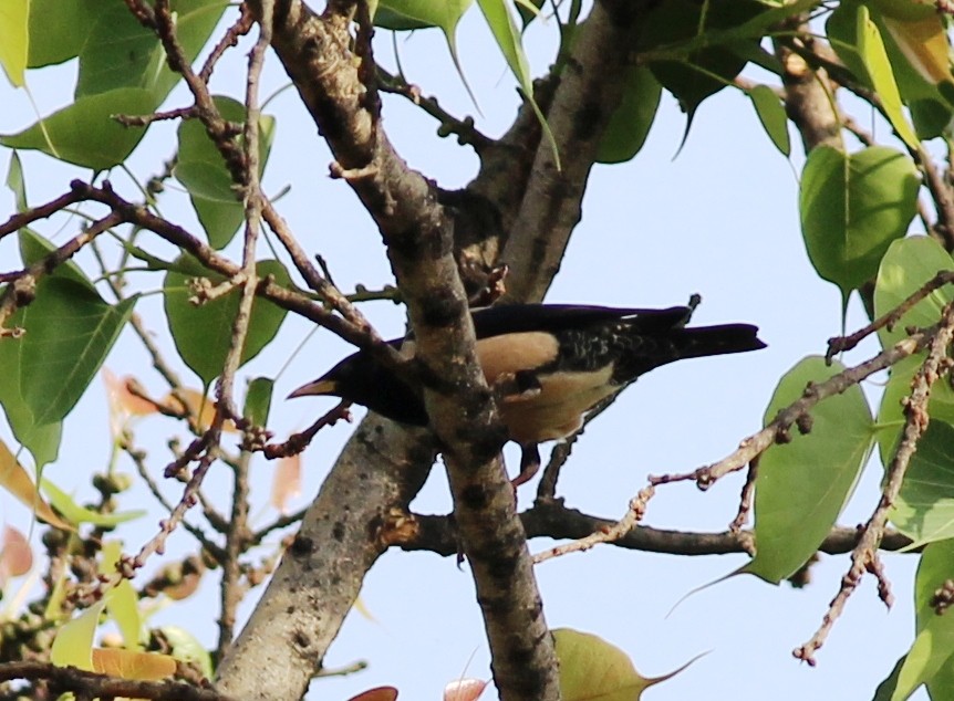 Rosy Starling - ML332369591