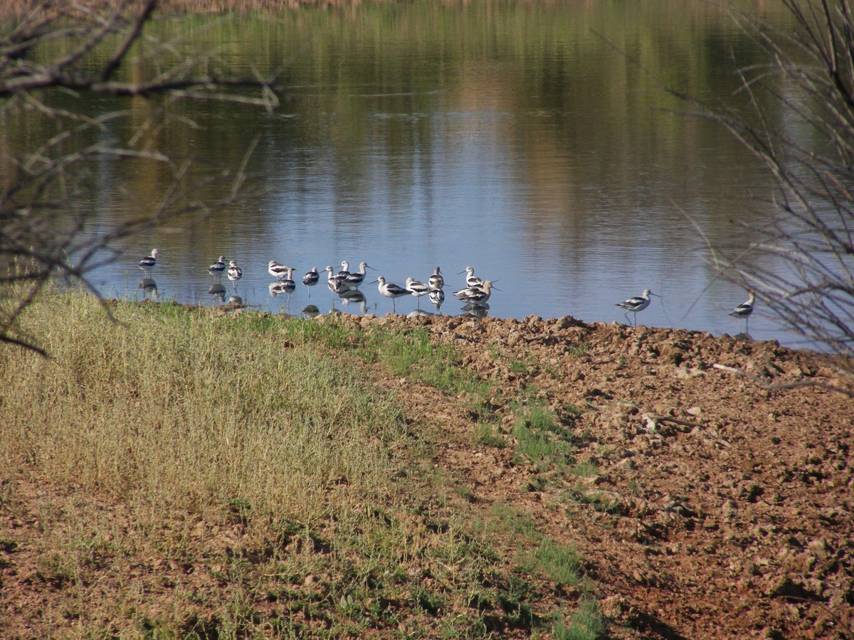 Avocette d'Amérique - ML33237021